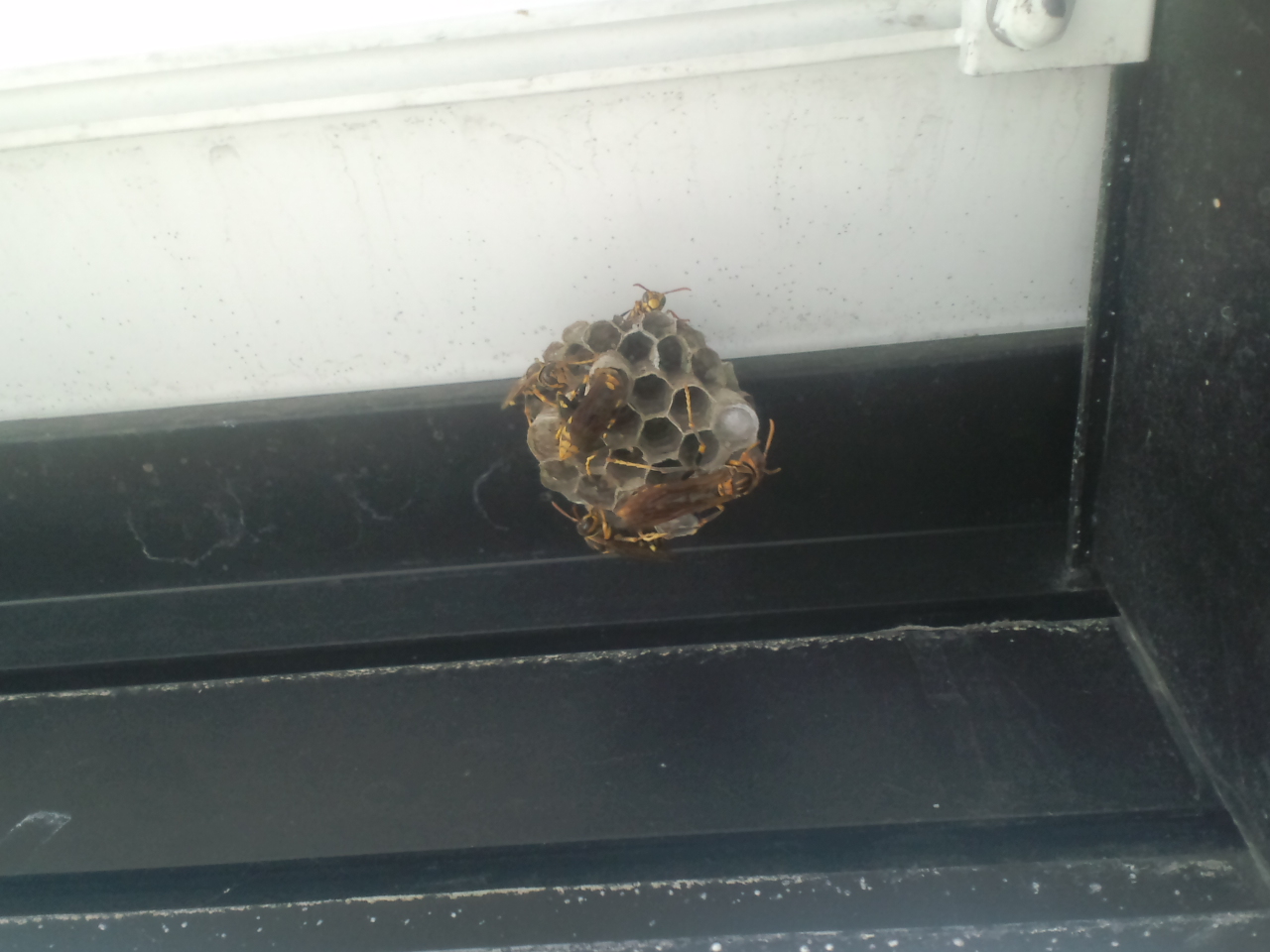 �a�̎R�̖I�쏜