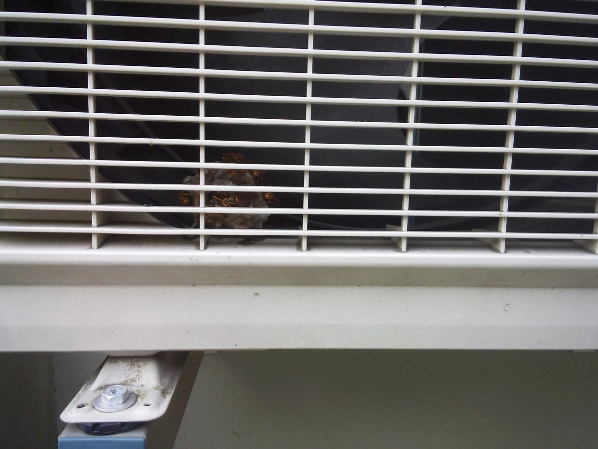 �a�̎R�s�ŃA�V�i�K�o�`�쏜