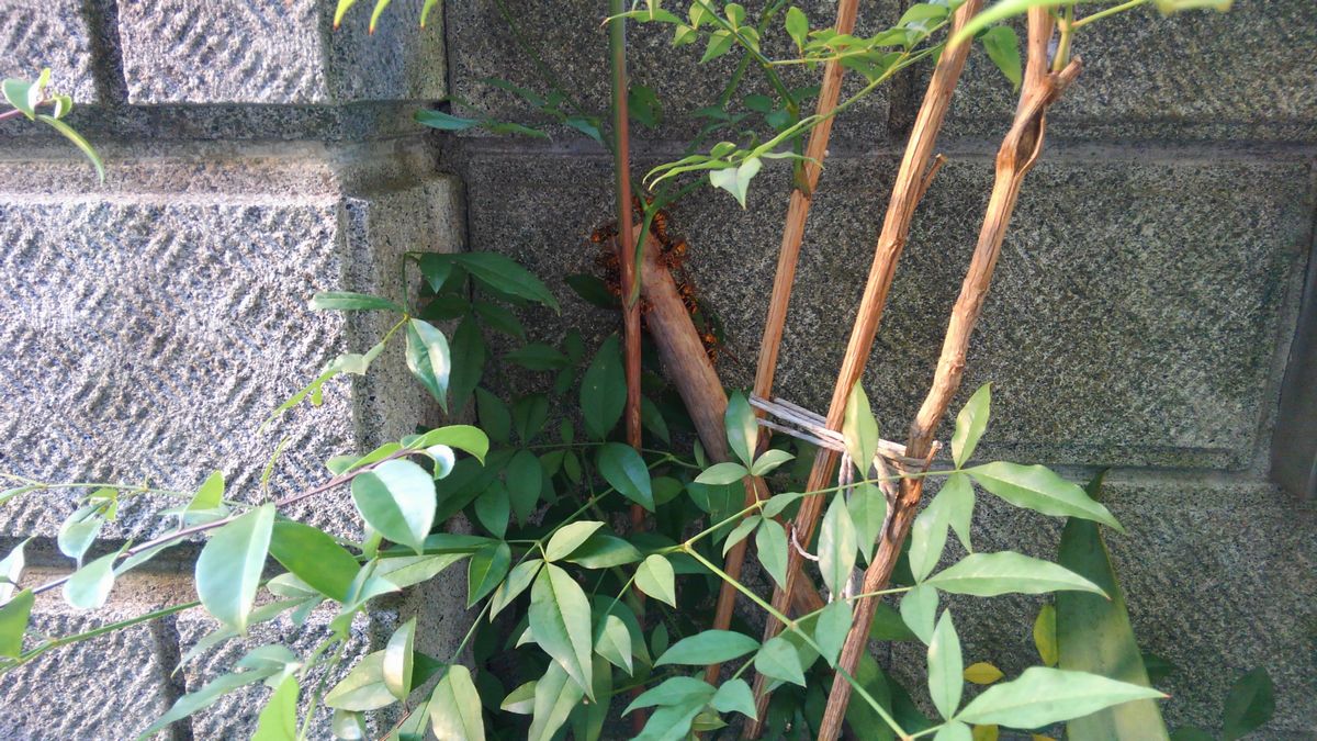 �A�V�i�K�o�`