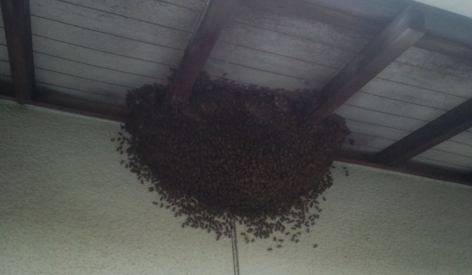 �a�̎R�̃~�c�o�`�쏜