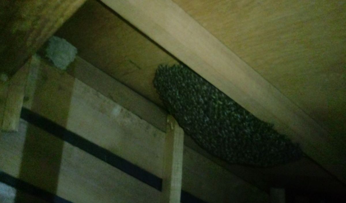 �~�c�o�`�쏜