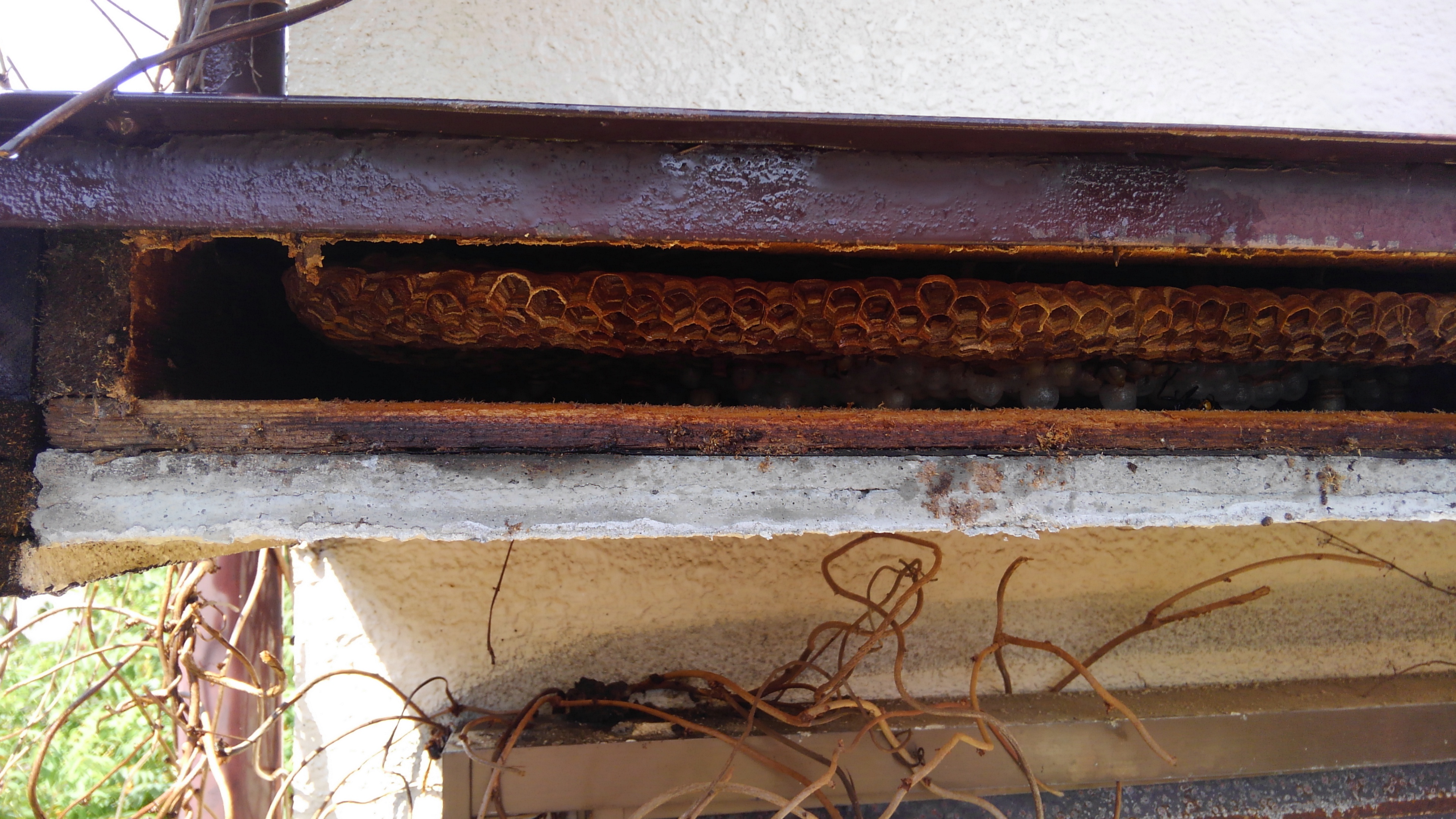 和歌山市でモンスズメバチの駆除