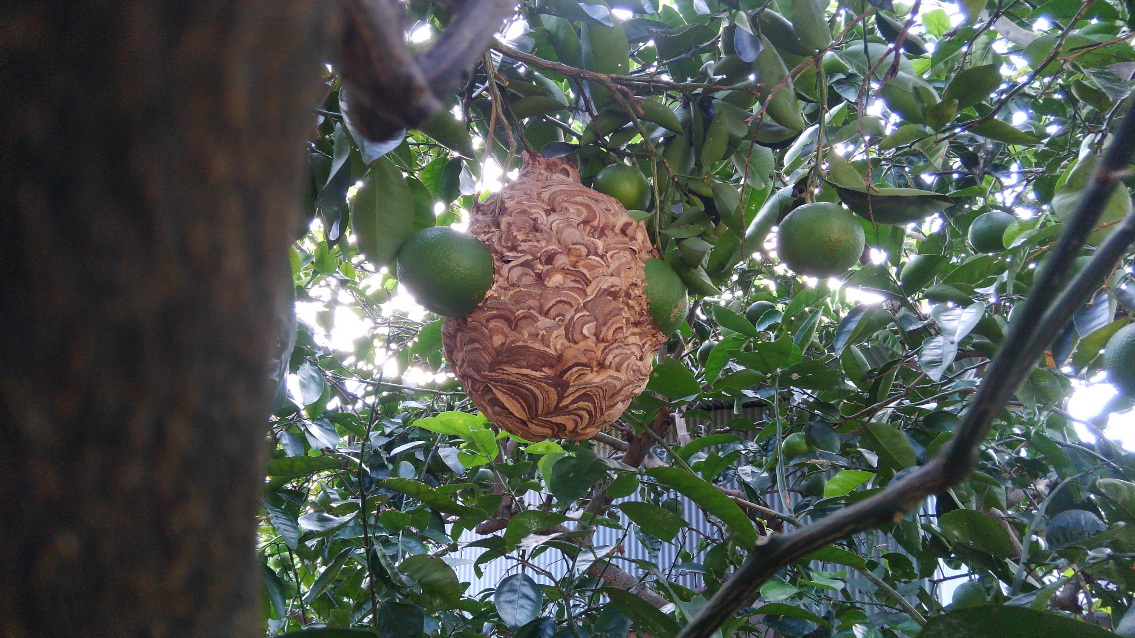 和歌山市でスズメバチの駆除