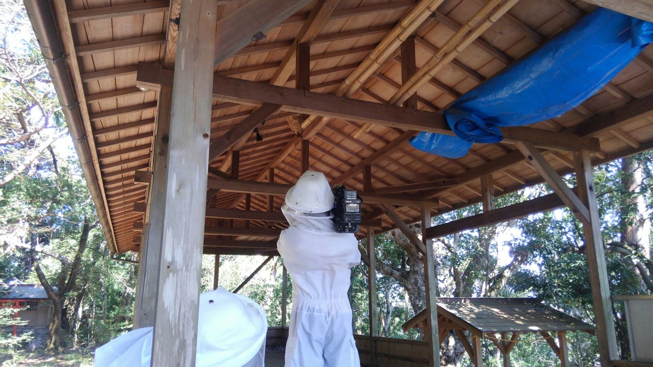 スズメバチ駆除のテレビ取材