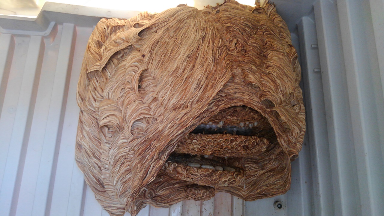 和歌山市でスズメバチの駆除