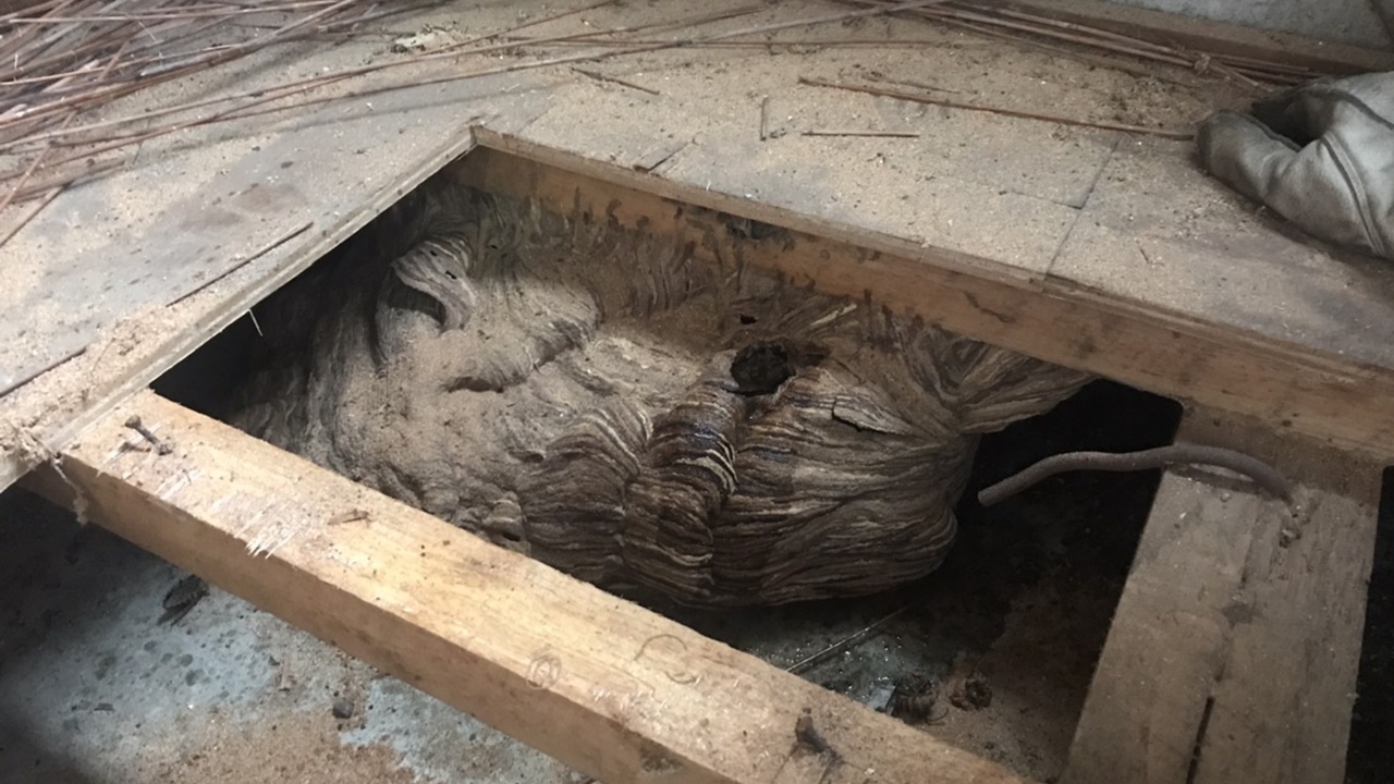 和歌山市でオオスズメバチ駆除